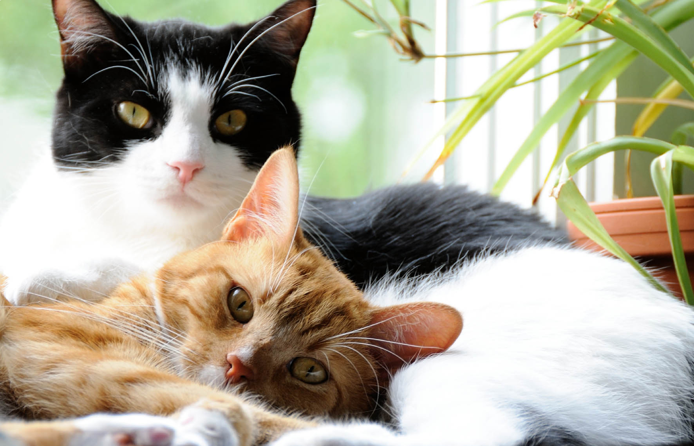 Chats de race : gare au trafic !