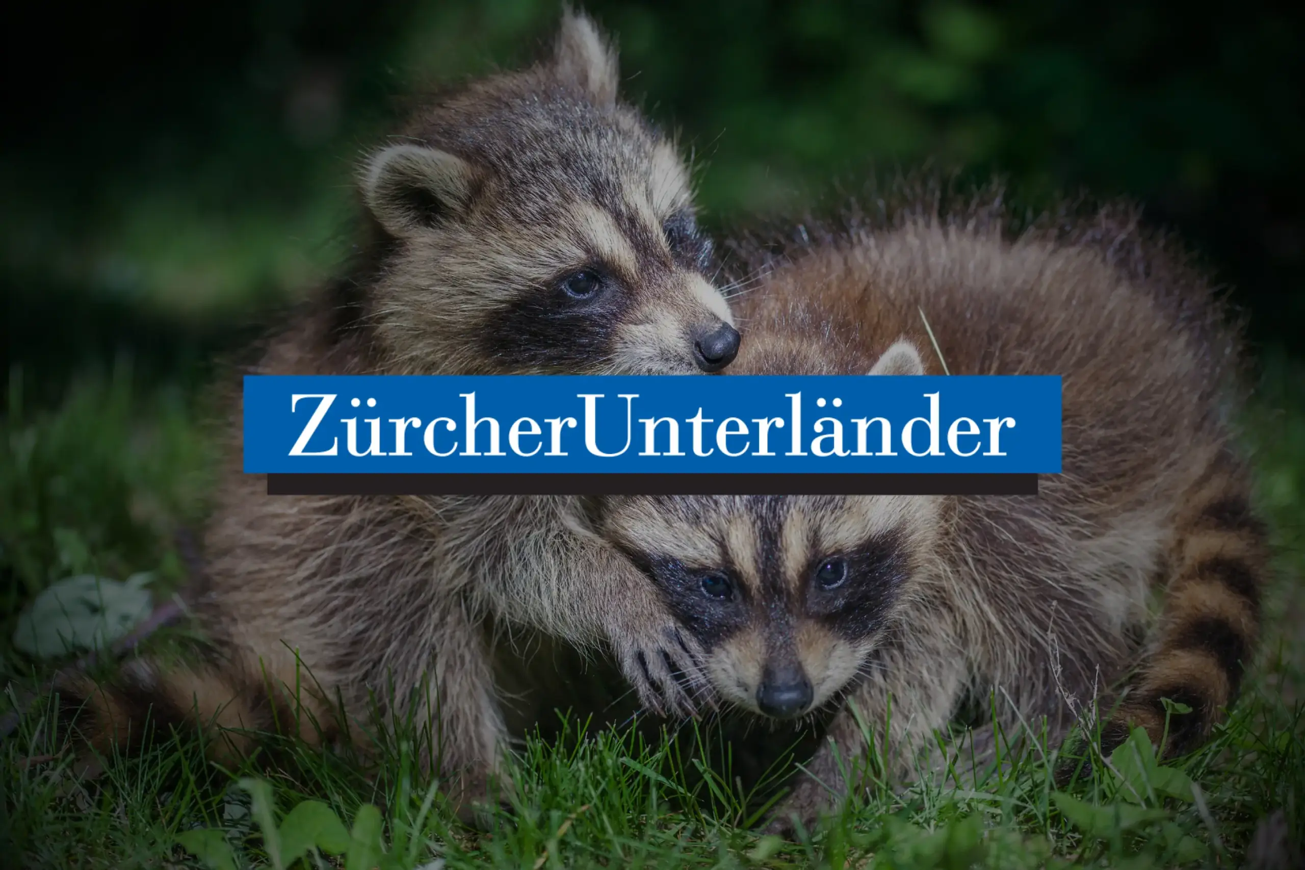 STS Medienspiegel Zürcher Unterländer