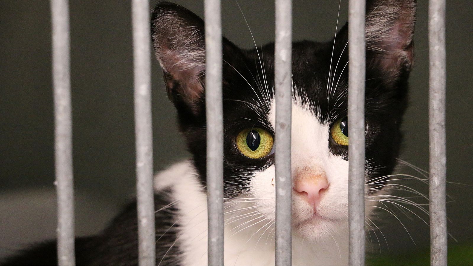 STS-Tierschutzstatistik: Erneuter Anstieg bei aufgenommenen Tieren in Tierheimen und Auffangstationen im letzten Jahr – Hohe Zahl der Verzichttiere ist alarmierend