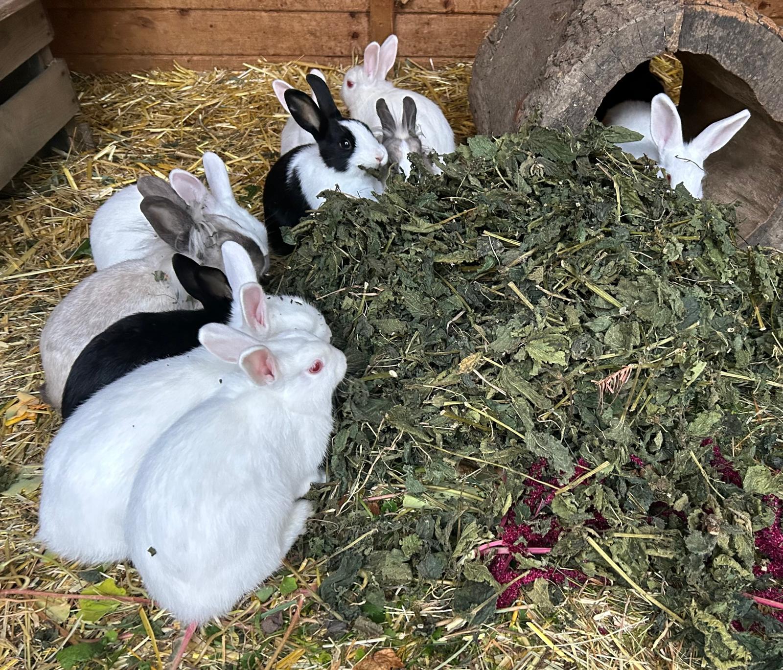 Zwergkaninchen