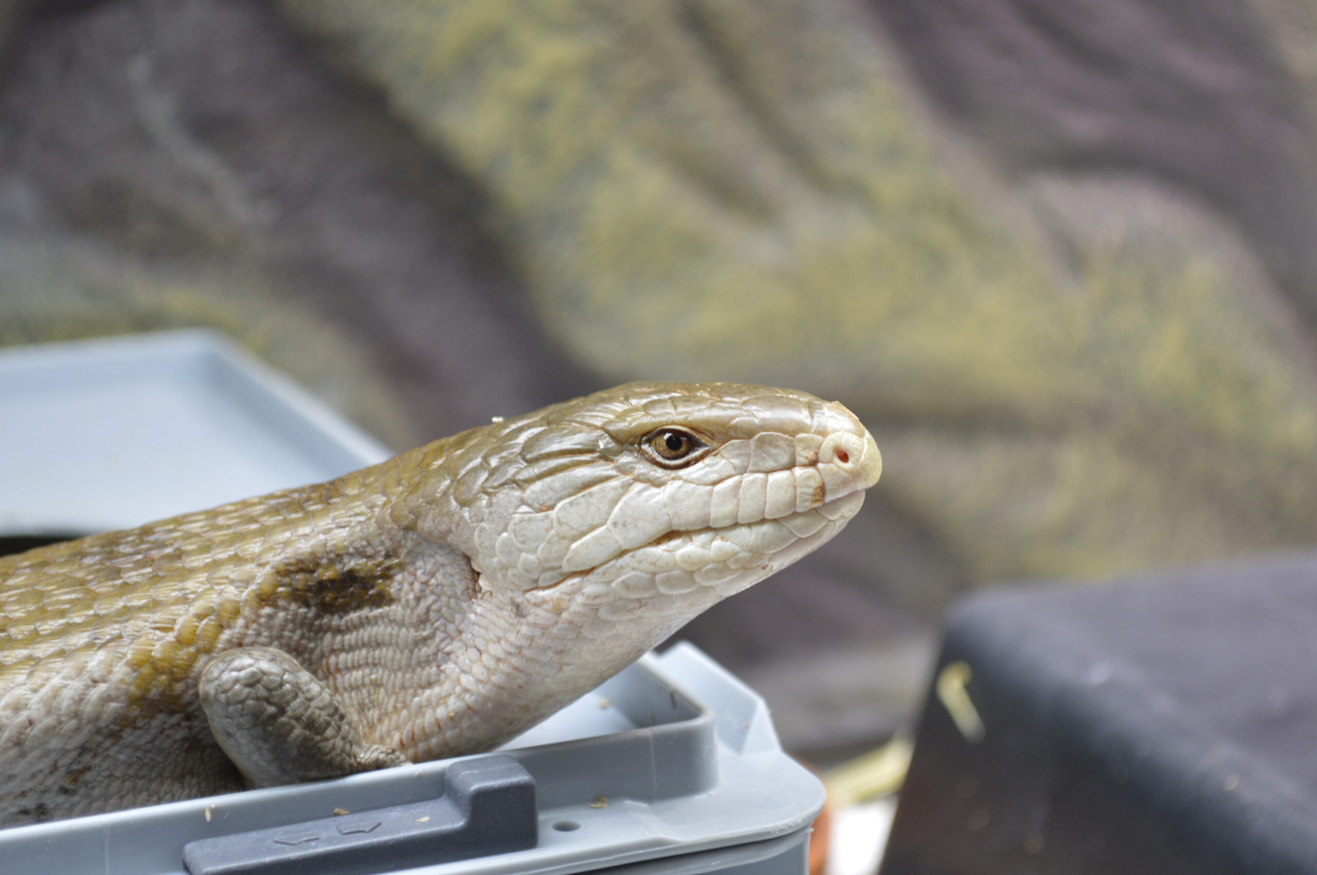 Riesen Blauzungenskink